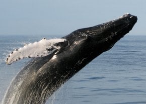 Whale watching (Osservazione delle balene)