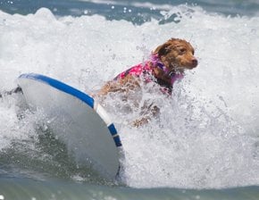 Surf Dog Competition