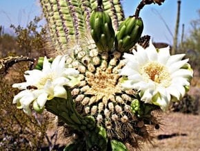 Cactus-Blüte