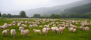 Trekking de ovejas en el Brecon Beacons