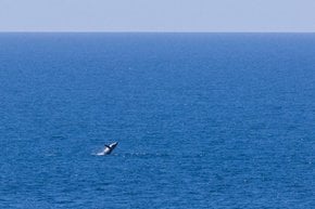 Observação de baleias em Tasmania