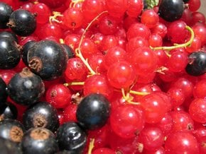 Red and Black Currants or Rips and Solbær