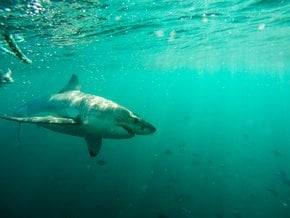Mergulhar com os Tubarões Brancos