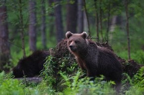 Observation de l'ours brun