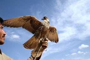 Esperienza di falconeria