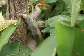 Three-Toed Sloth Mating Season
