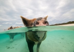 Porcos-natação