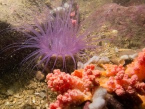 Plongée sous-marine sur les récifs coralliens