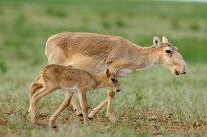Antelopes de Saiga