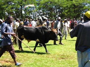 Bull Fighting Events