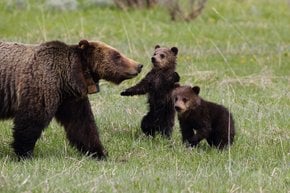 Ursos-cinzento (Grizzly Bears)
