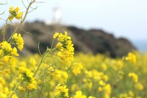 Canola (Yuche) Bloom en la isla de Jeju