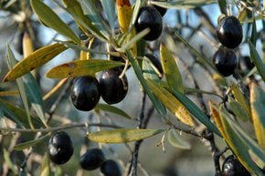 Olive e olio d' oliva