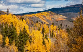 Colores de otoño del Parque Nacional de las Rocky Mountain