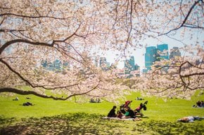 Stagione di picnic in Central Park