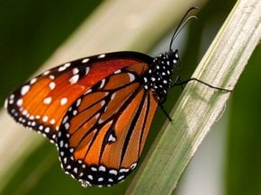 Farfalle monarchiche