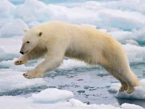 Osservazione degli orsi polari