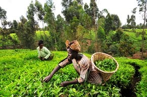 Stagione di coltivazione del tè