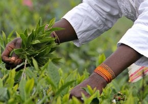 Récolte de thé Uva