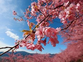 Cerejeiras em flor