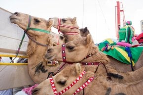 Saison de course de chameau