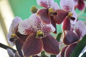Waling-Waling Orchid