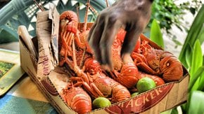 Lobster Season