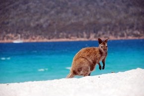 Tasmanische Strandsaison