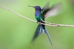 Colibrí colibrí de trago