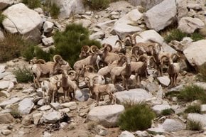 Carneiros selvagens da Sierra Nevada