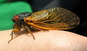 Cicada Mania