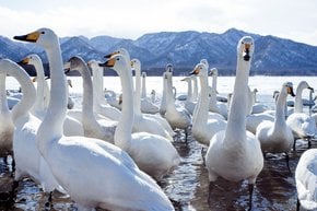 Whooper Cisnes en el lago Kussharo