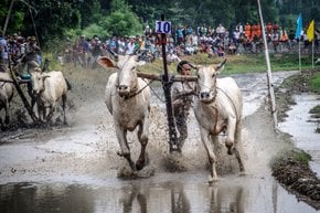 Festival de carreras de vacas