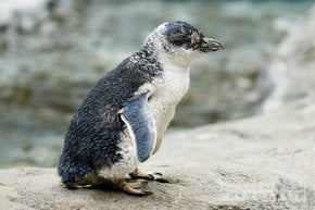 Cororā (Pingüinho pequeno) Temporada de reprodução