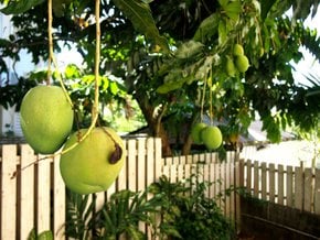 Saison de la mangue