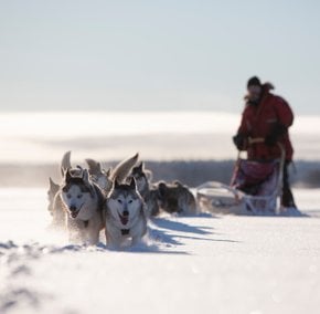 Traîneau pour chiens en Laponie suédoise