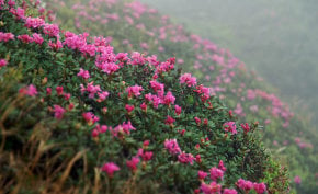 Rhododendron oder Chervona Ruta
