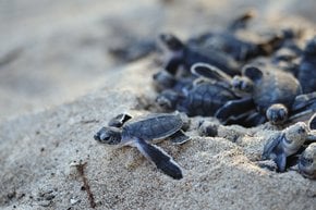 Le tartarughe di mare hatchlings