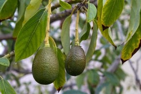 Stagione dell'avocado