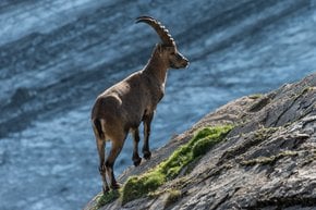 Ibex alpino
