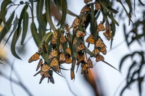 Migrazione delle farfalle monarca