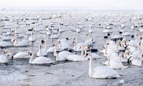 Vogelbeobachtung während der Massen-Vogel-Migration