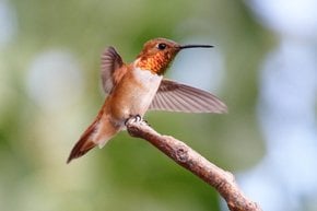 Migración de colibríes