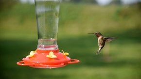 Kolibri Wanderung