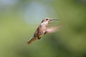 Kolibris