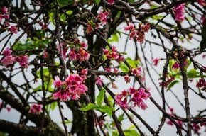 Das Waimea Cherry Blossom Heritage Festival