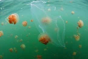 Nadar con medusa sin pecho en el lago Kakaban