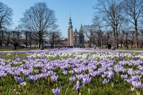 Crocus en fleurs au château de Rosenborg