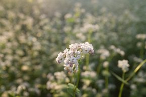 Floración de trigo sarraceno