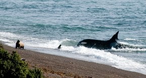 Orcas em torno da Península de Valdes
